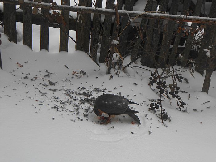 pasarar hranindu-se din ce a reusit sa prinda