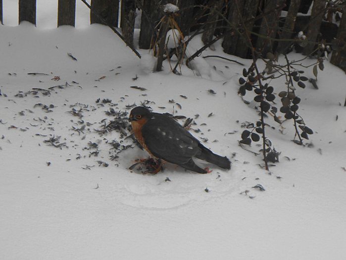 uliu pasarar suspicios la orice miscare