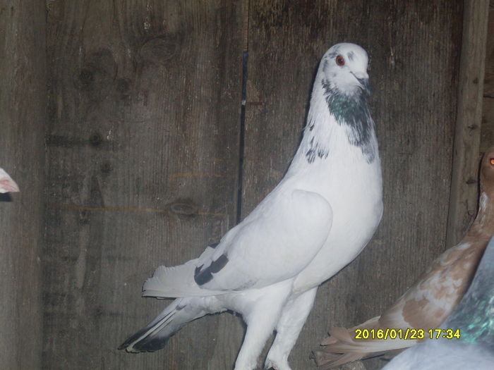 f gusat englez vanduta