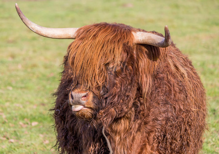 Ne scoate limba da ,,,,,,, - RASE DE VACI DEOSEBITE