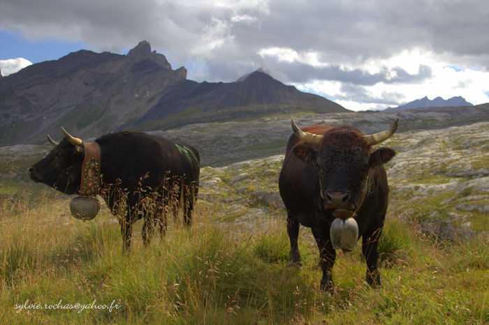 Rasa Herens la pasune-df54