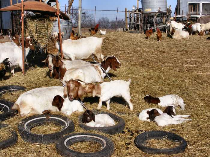 Caprele Boer la soare cu iezii - Rase de oi si capre poze deosebite 10