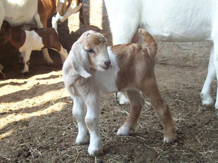 Iedul mic Boer - Rase de oi si capre poze deosebite 10