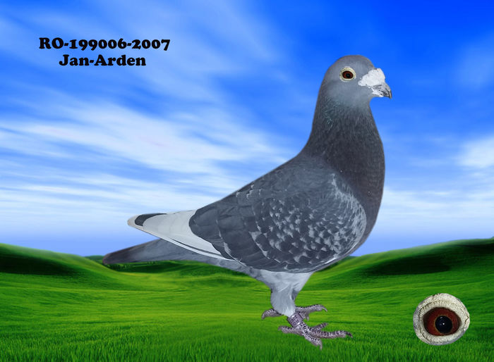 Jan-Arden 1