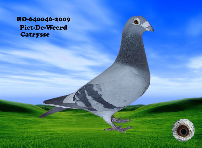 Piet-De-Weerd Catrysse