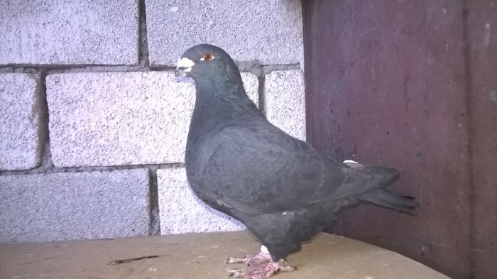 WP_20160217_17_25_02_Pro