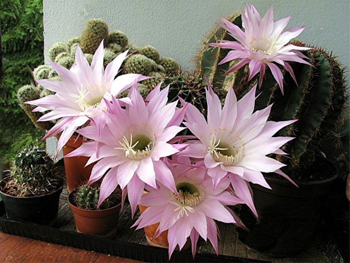 kaktus_392010
