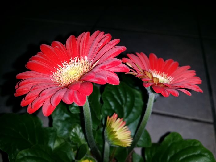 20160217_225657 - Plante in ghiveci 2016
