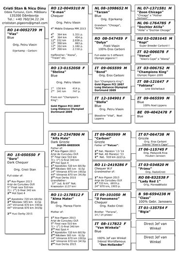 Couple 10; Mascul descendent din porumbei olimpici la fond, iar femela este fiica din cel mai bun cuplu din matca, fiind sora cu mai multi porumbei de top!
