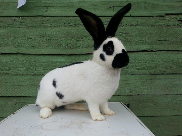 6,1 kg la 11 luni !!