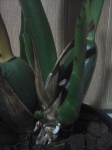 20160218_071607 - Zygopetalum-multumesc din suflet d-nei Magdacta