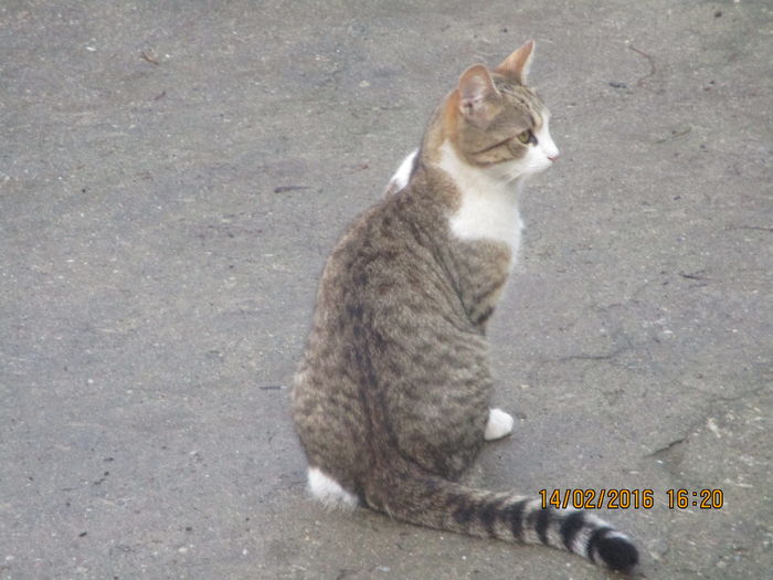 IMG_1306 - La tara in februarie 2016