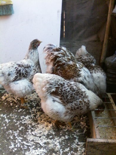 IMG_20160213_124554 - WYANDOTTE ROSU-ALB 2015-2016 ARHIVA