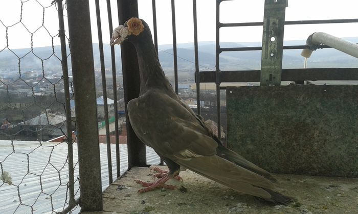 20160217_femela din 2013 rezervata