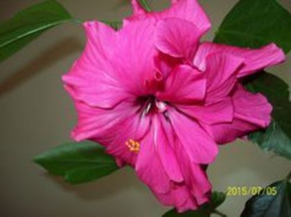 Floare hibi Ciclam - De vanzare multi Hibiscusi