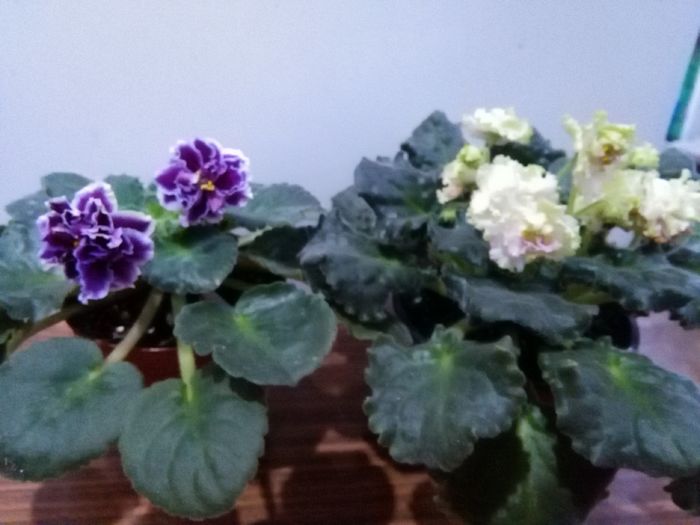  - A-Violete