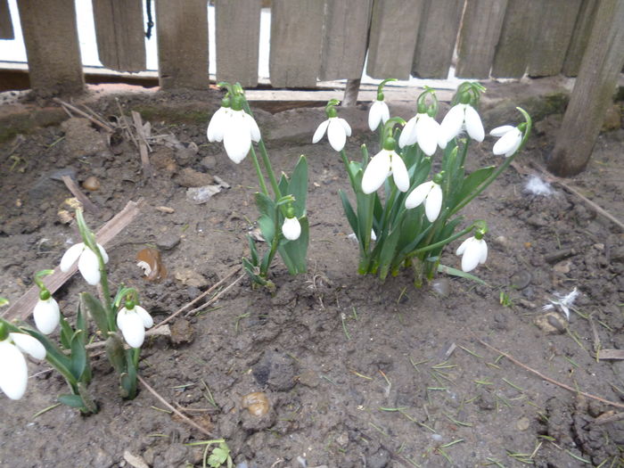 ghioceii mei; 18 februarie 2016 Buzau
