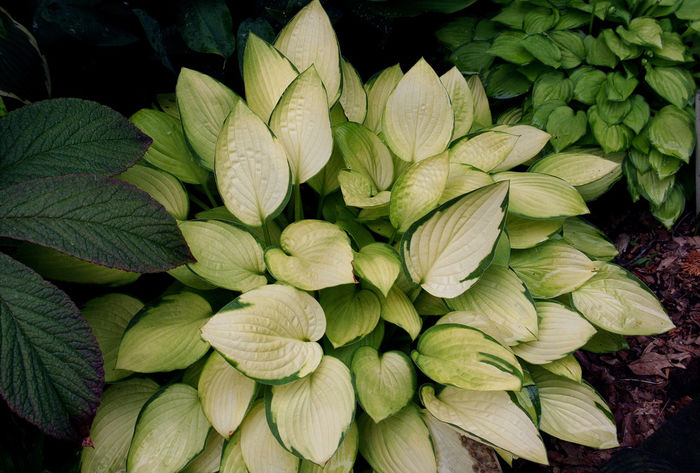 Hosta Janet - Hosta_achizitii