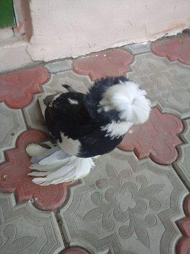 received_962250207192496 - Matca2016