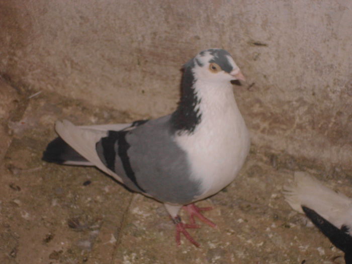 IMG_1226; galatean 30 lei
