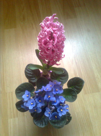  - Florile primaveri -2015 -2016 - 2017