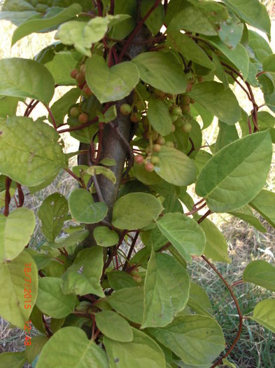 Schisandra 18iul
