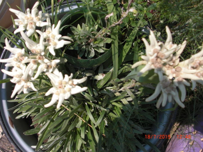 Floare de Colt 18iul