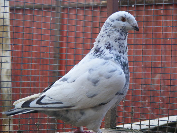 M 2015 vindut feb. 2016