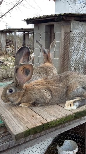 Urechi peste 18 cm late peste 9 cm