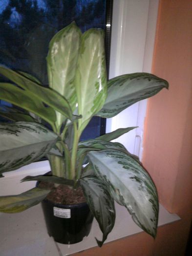 Agl. Sylver bay - Aglaonema- varietati