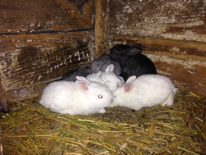 Baby rabbit; Iepurași (F1)
4 albi
2 negri
2 gri
