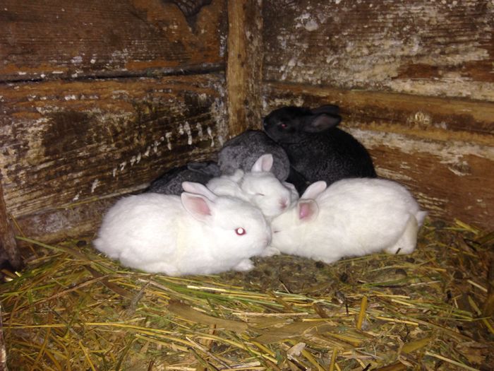 Baby rabbit - Z------IEPURI BELGIENI