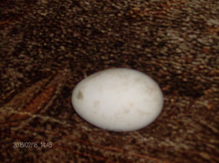 primul ou de gasca pa anul acesta; a fost facut de gasca batrana
