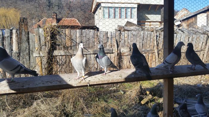 porumbei clasati norme maraton extrem - Matca 2016