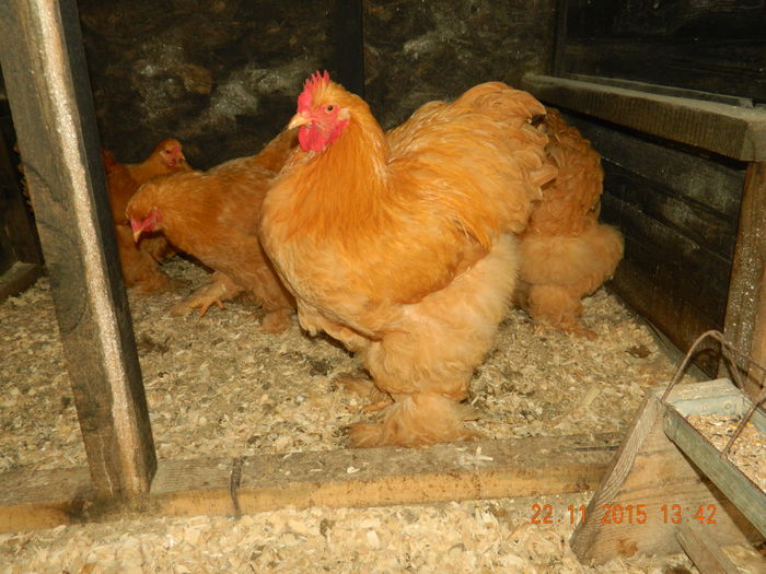 Picture 207 - GAINI  ARHIVA