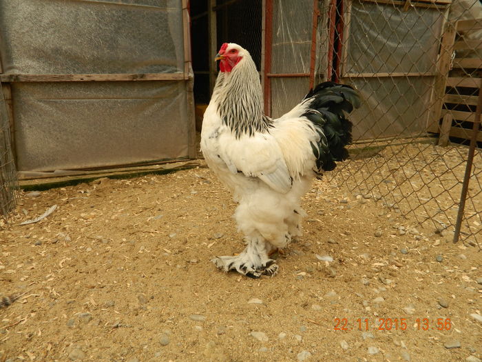 Picture 239 - GAINI  ARHIVA