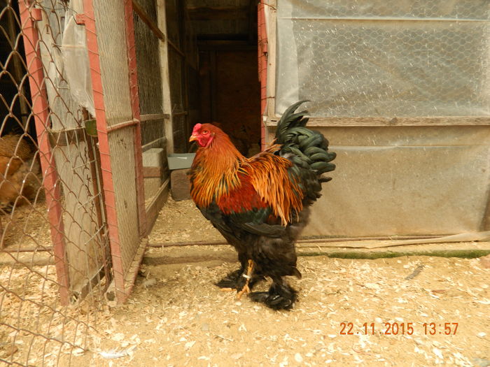 Picture 244 - GAINI  ARHIVA