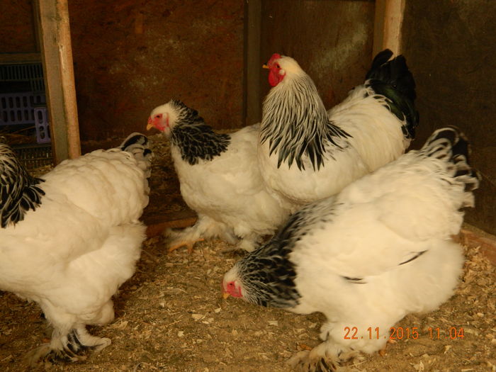 Picture 014 - GAINI  ARHIVA