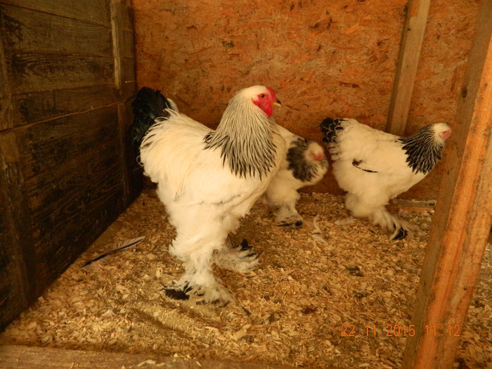 Picture 042 - GAINI  ARHIVA