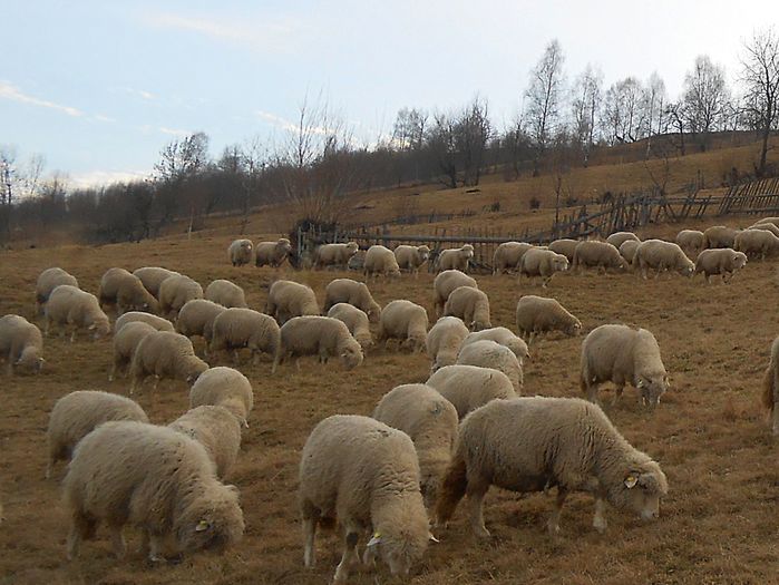 tigaile la"iernat" de februarie; vor sa umble dupa iarba, refuza otava si fan
