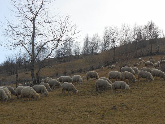 un "iernat" usor; in februarie dupa iarba
