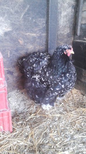 Picture 024 - GAINI  ARHIVA