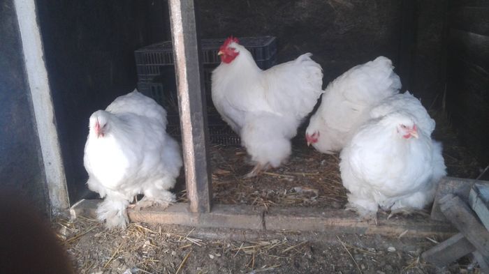 Picture 039 - GAINI  ARHIVA