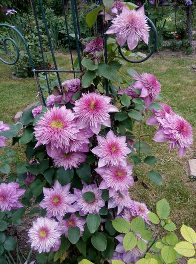 Kaiser - 1 Clematite 2015