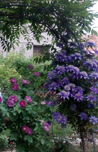 Multiblue cu Rhapsody in Blue - 1 Clematite 2015