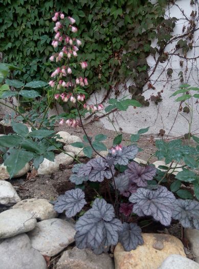 Silver Scrolls - 2016 Heuchera