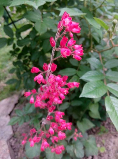 Sanguinea Leuchtkafer - 2016 Heuchera