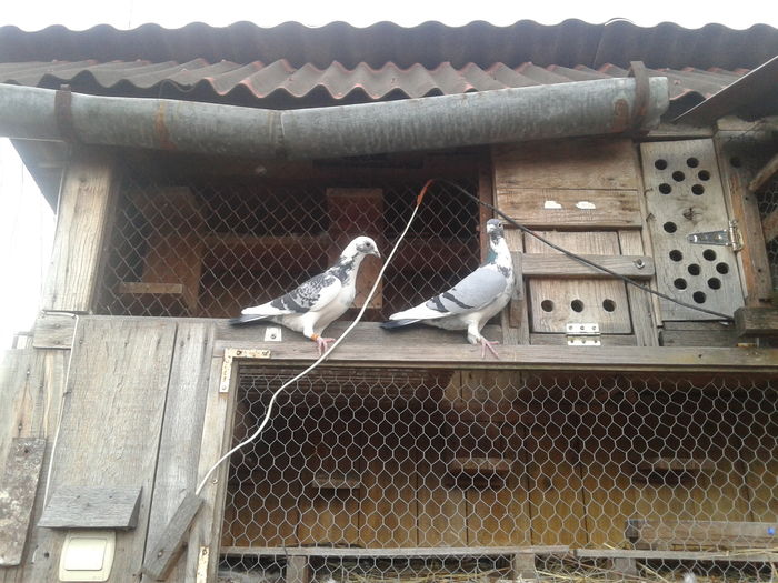 Pereche relizată în 2016.; M 2010 și F 2014
