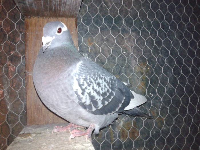 Femel%u0103 2011 - Amintiri