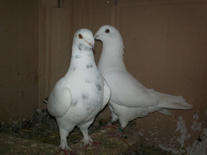 PERECHEA NR. 3 - 20 PORUMBEI VANDUTI
